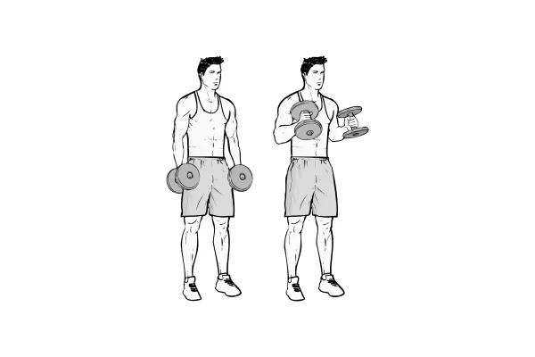 Bicep Hammer Curls