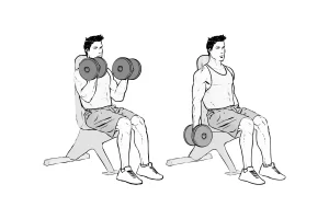 Seated Bicep Curls