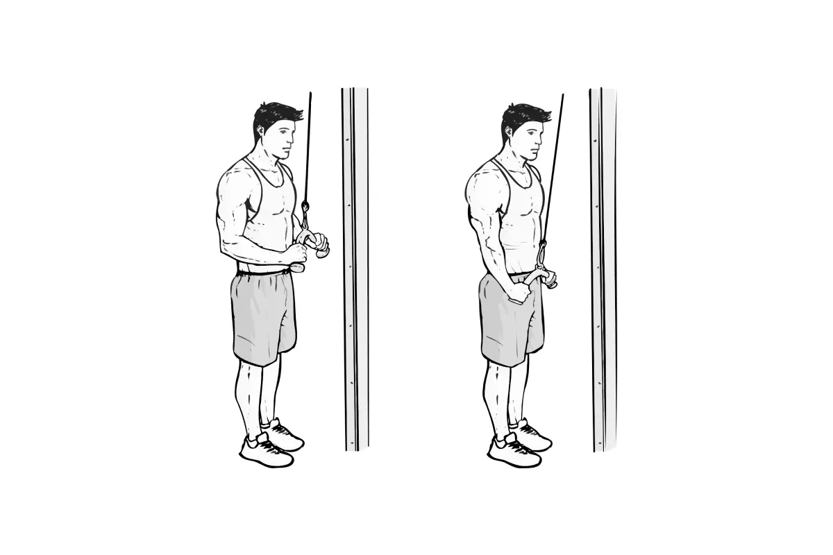 Tricep Cable Rope Push